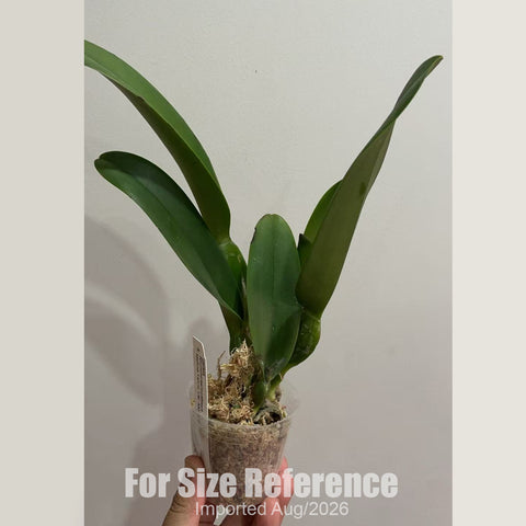 [Bare-root] #CA# Rlc. Mahina Yahiro 'Ulii' AM/AOS [2.8 BS][Aug in stock 26]