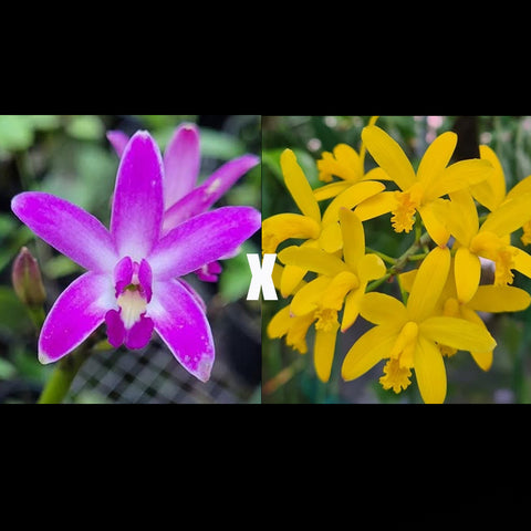 [Bare-root][Import AS-IS] #CA# Hoff. (rupestris × crispata) [3-4Grs NBS][Oct Spc Preorder 26]