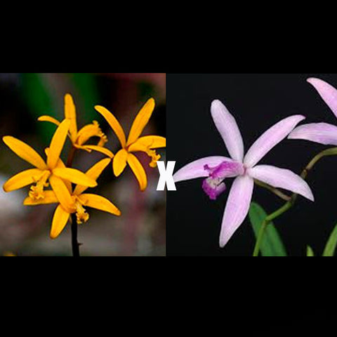 [Bare-root][Import AS-IS] #CA# Hoff. mixta × caulescens [3-4Grs NBS][Oct Spc Preorder 26]