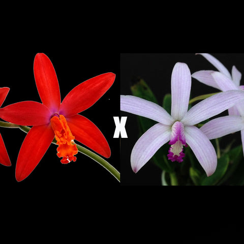 [Bare-root][Import AS-IS] #CA# Hoff. caulescens × (longipes × milleri) [3-4Grs NBS][Oct Spc Preorder 26]