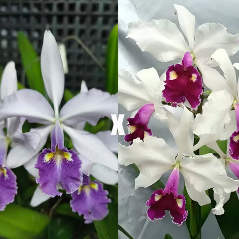 [Bare-root][Import AS-IS] #CA# C. warscewiczii (coerulea x semi-alba) 瓦塞維奇藍交半白 [2.8" BS][Nov Preorder 26]