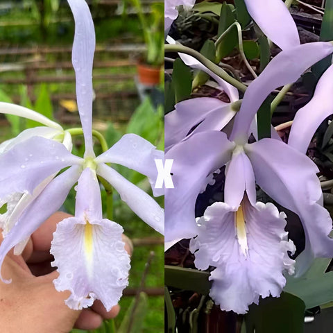 [Bare-root][Import AS-IS] #CA# C. maxima var. coerulea （Hector x Dennis) [2.8" BS][Nov Preorder 26]