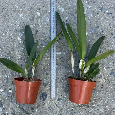 [Bare-root][Import AS-IS] #CA# C. Pacavia (purpurata var. flamea x tenebrosa) [2.8" BS][Nov Preorder 26]