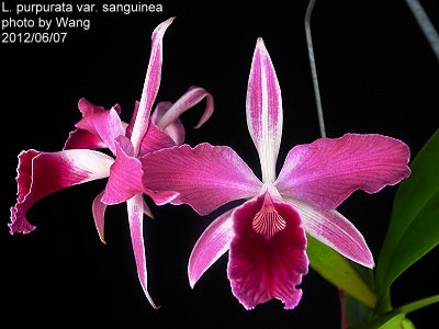 C. purpurata f. sanguinea