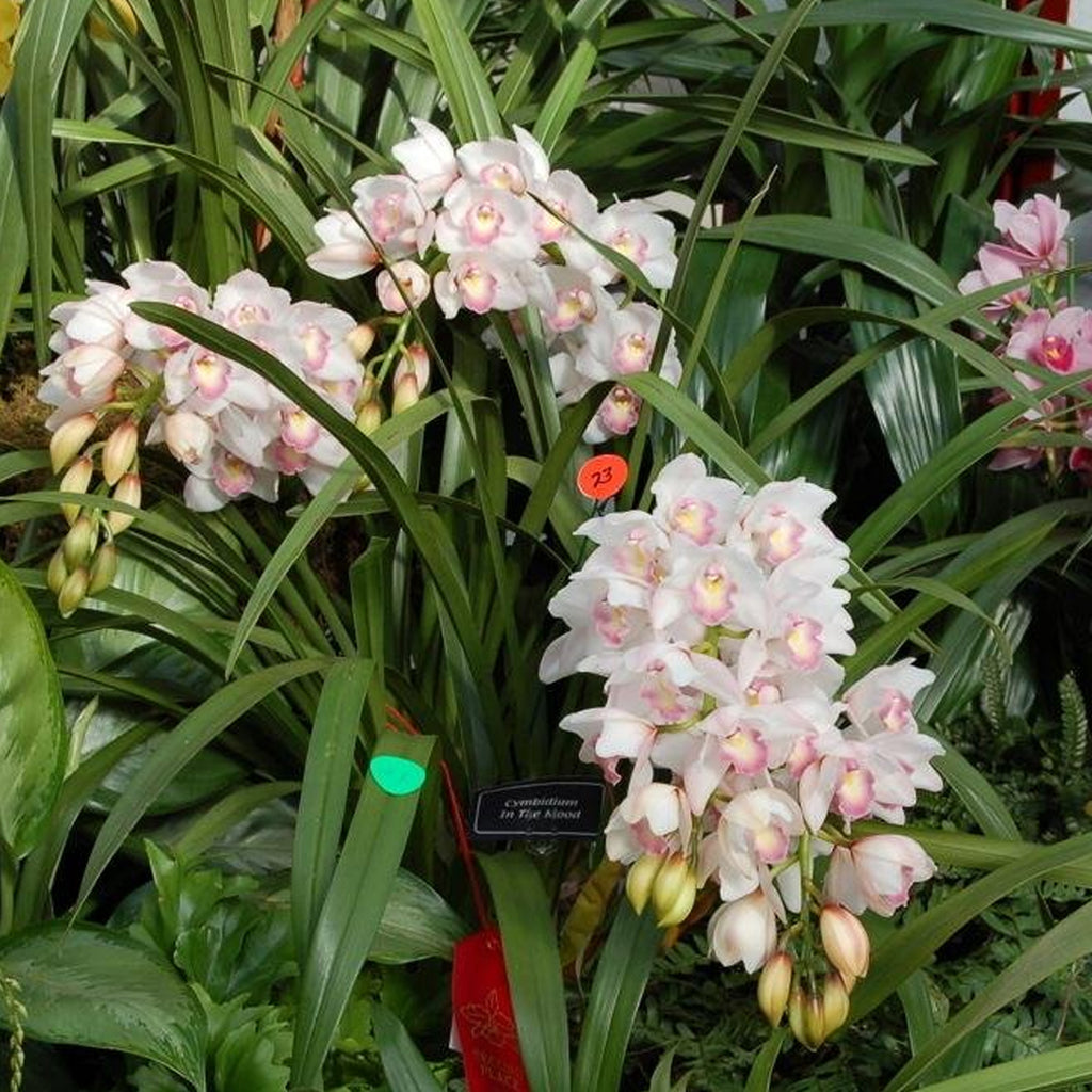 Cymbidium Enzan Spring