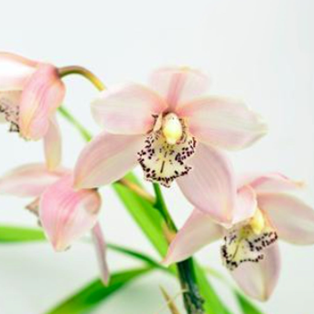 Cymbidium Spring King 'Showpiece' 傑作 – Orchidmart