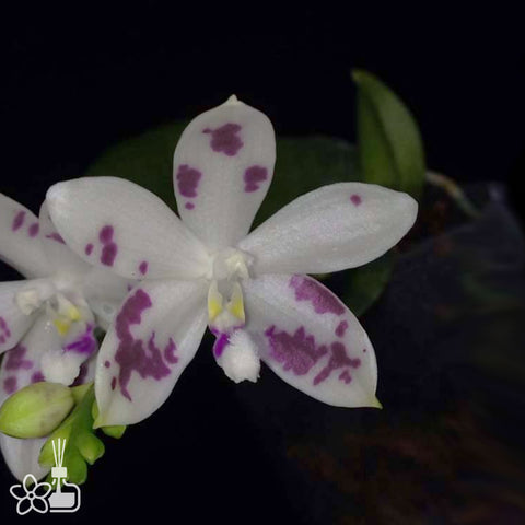 Phal.tetraspis ‘Violets Stars’ 盾花蝴蝶”紫羅蘭星星“