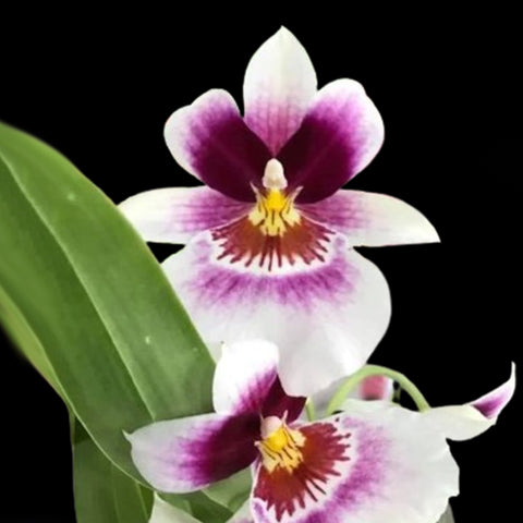 Miltonia Red Baron レッドバロン