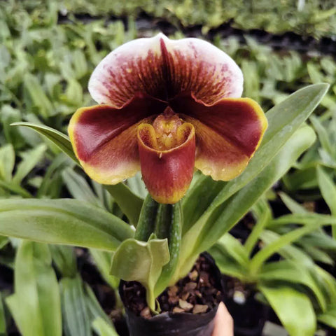 Paph. Red Meatloaf 紅肉餅