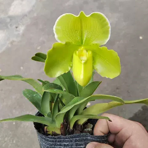 Paph. Green Meatloaf 綠肉餅