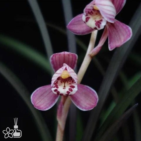 Cymbidium ensifolium “Hong-Cao-Hong-He” 建蘭紅草紅荷