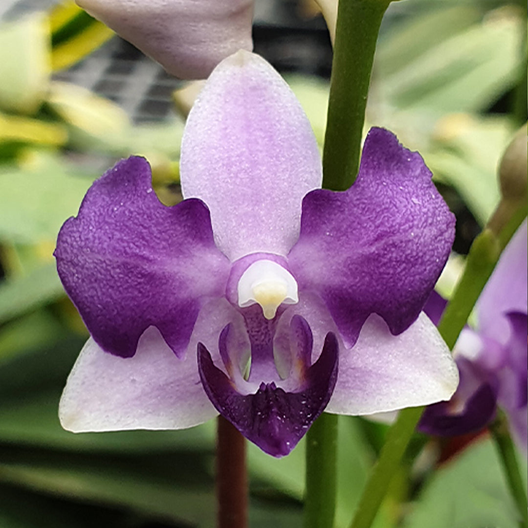 Фаленопсис Phal. Tzu Chiang Sapphir
