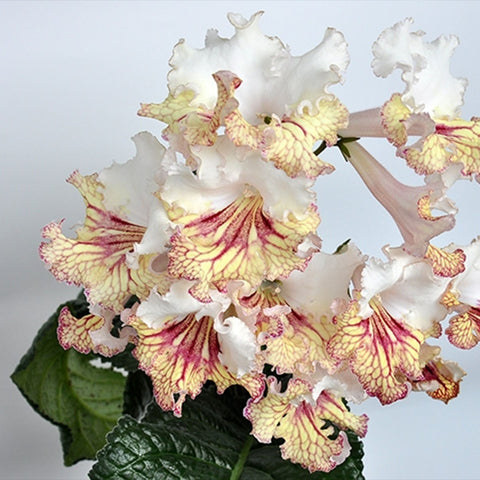 [Bare-root] Streptocarpus ‘Maja’ 大不列颠堇兰 [Wishlist]