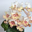 [Bare-root] Streptocarpus ‘Maja’ 大不列颠堇兰 [Wishlist]