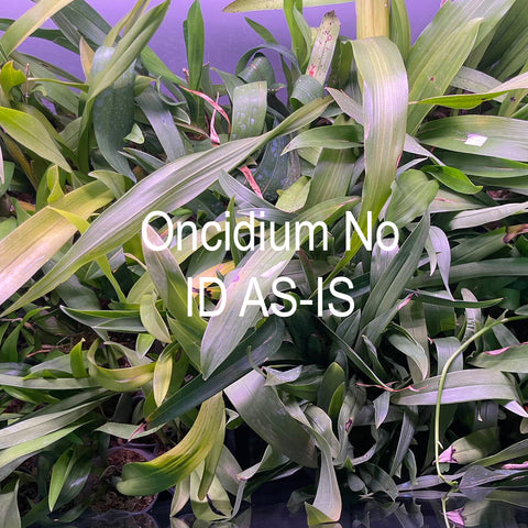 Oncidium No ID AS-IS  文心蘭盲盒