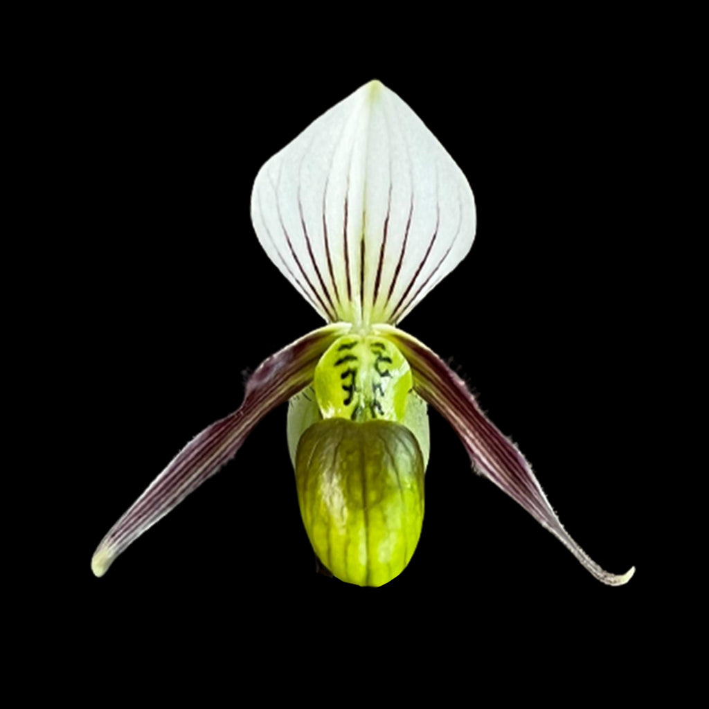 Paph Canhii ×sib 千禧兜蘭園藝種 Orchidmart