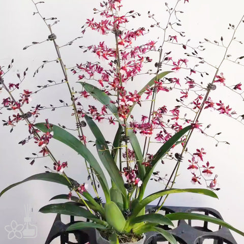 Onc. Jairak Fragrance "Ruby Doll" 小紅梅香水文心