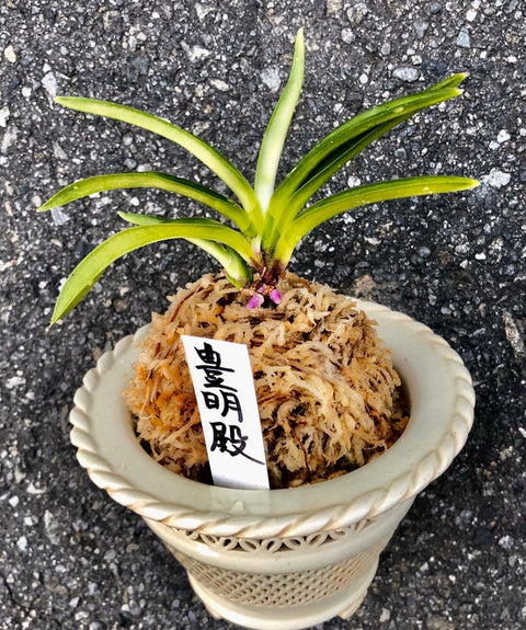 V. falcata houmeiden