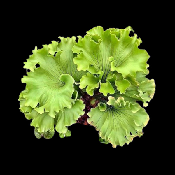 ビカクシダ モンキーキング-Platycerium Monkey King