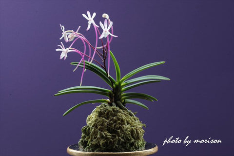 V. falcata oiran