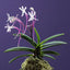 V. falcata oiran