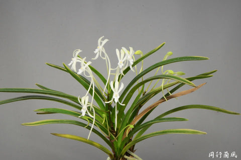 V. falcata ooyashima