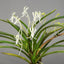 V. falcata ooyashima