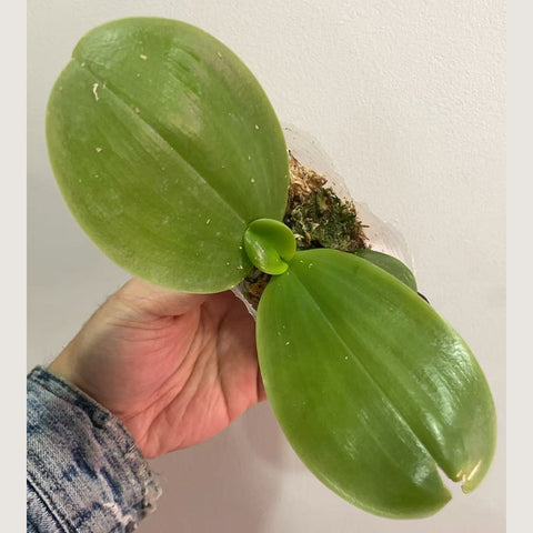 [Potted]Phal. Mituo Prince 彌陀王子[Jan in stock]