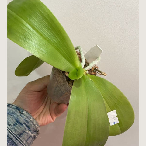 [Potted]Phal. LD's Bear King 熊王 6S44[Jan in stock]