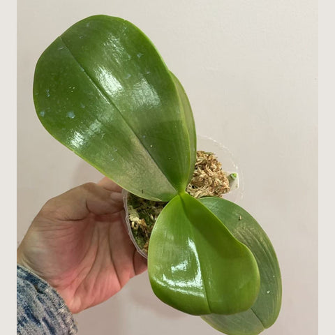 [Potted]Phal. SG Passion漢諾的熱情[Jan in stock]