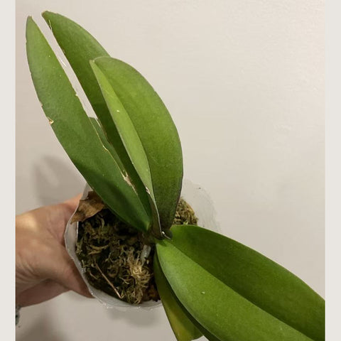 [AS-IS]Phal. Liu's Sakura 'KF' 劉氏櫻花 'KF'[Jan in stock]