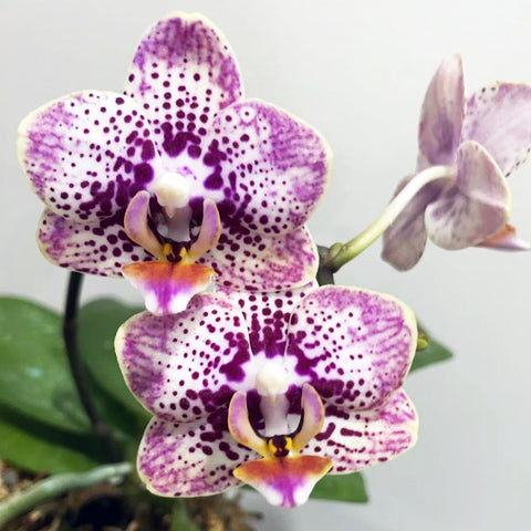 [Potted]Phal. Lucky Star G108 幸運星108[Jan in stock]