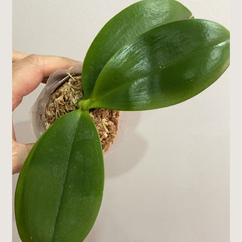 [Potted]Phal MF38- Orange C. 香橙C[Jan in Stock]