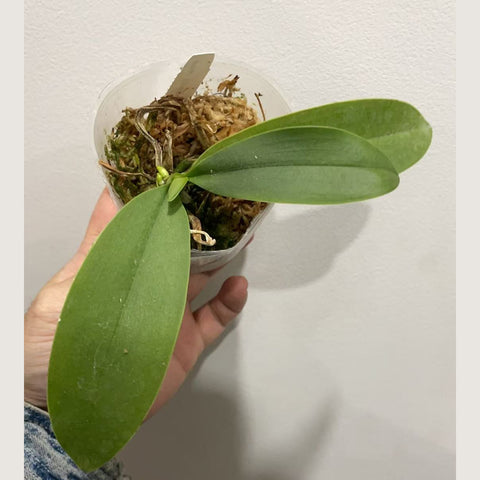 [Bare-Root]Phal. Evarise Blue Angel ‘Violet’ 紫兔 [Sept Preorder]