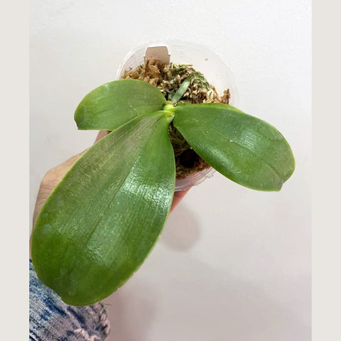 [Potted]Phal. Yaphon All Friends  好朋友[Jan in stock]