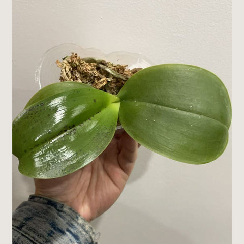 [Potted]Phal. Mituo King 'Big Pink' 彌陀王 '大粉'[Jan in stock]