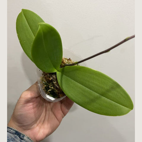 [Potted]Phal. intermedia x ( lindenii x schilleriana)[Jan in STOCK]