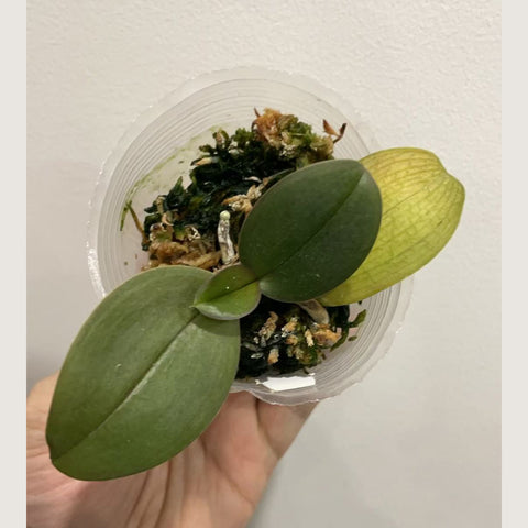 [AS-IS]Phal. Mini Mark "Holm" 迷你馬克"Holm"[Jan in stock]