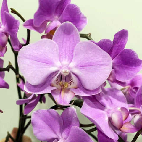 [AS-IS] Phal. MS Frist Episode [Jan in stock]