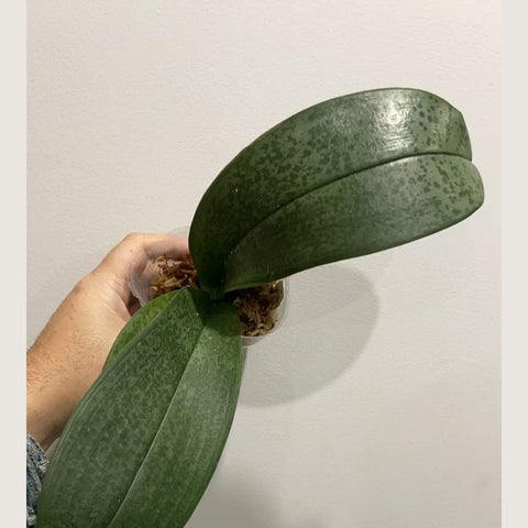 [AS-IS] Phal. MS Frist Episode [Jan in stock]