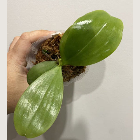 [Potted]Phal.Mituo Reflex ‘flava’ 彌陀黃反色龍[Jan in stock]