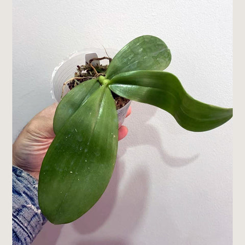 [Potted]Phal. bellina Pink ‘YM’ 粉貝利娜[Jan in stock]