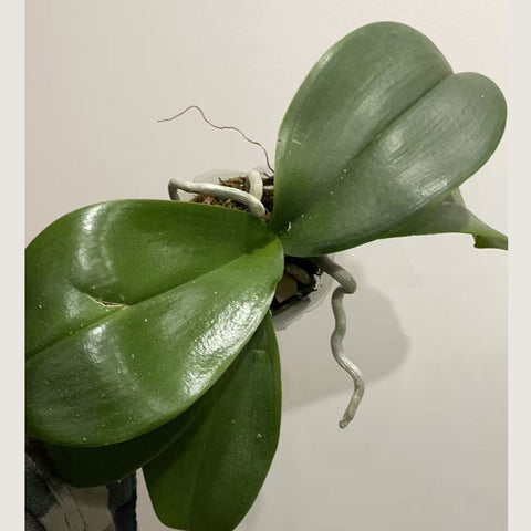 [AS-IS]Phal. Suki "Salmon"變色鮭魚[Jan in stock]