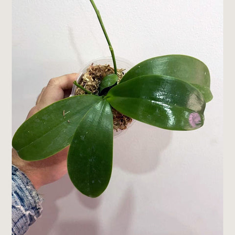 [Potted] Phal. KS Blue Ludde 龔氏藍路德 [Jan in stock]