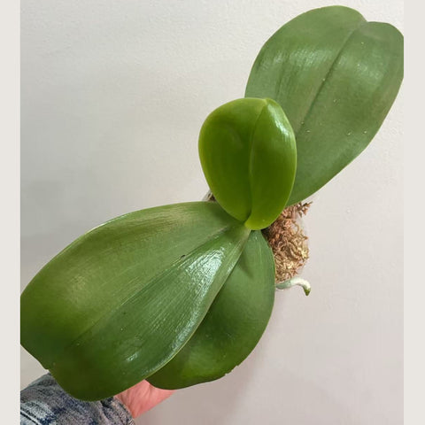 [Potted]Phal. Miki Mok Choi Bear Queen '774' 墨彩皇后'774'[Jan in stock]