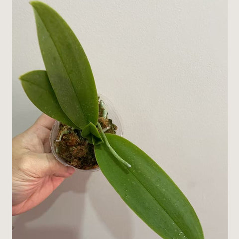 [As-is]Phal. Tzu Chiang Sapphire (peloric - 3 lips) 紫式部 (三唇瓣)[Jan in stock]