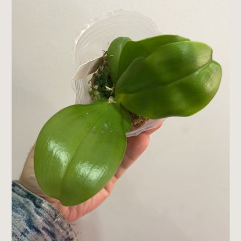 [Potted]Phal. Peacock Ludde 孔雀路德[Jan In stock]