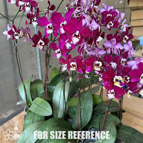 [Bare-Root] Phal. Fuchsia Dream “MS” 梅西 [Sept Preorder]