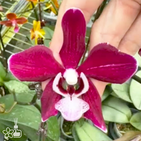 [Bare-Root] Phal. Fuchsia Dream “MS” 梅西 [Sept Preorder]