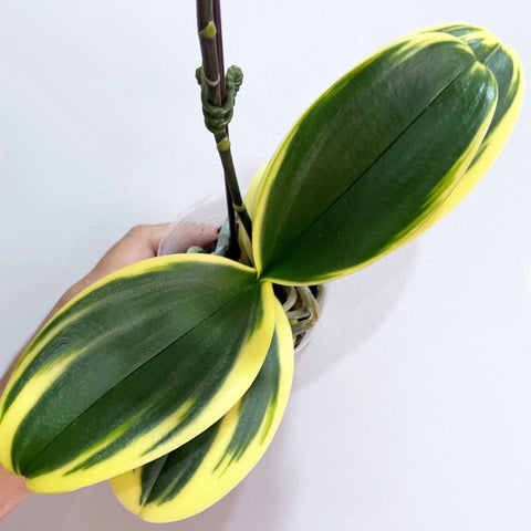 [Potted]Phal. Sogo Vivien (variegata)  薇薇安出藝[In-Spike]